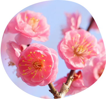 日影茶屋歳時記